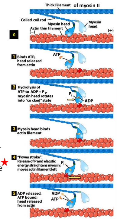 <p><strong>Myosin-actin cross-bridge cycle</strong> = fundamental, repeating process of <u>muscle contraction</u> where myosin heads bind to actin filaments, undergo a “power stroke” to pull them inward + detach, driven by ATP</p><p>Only 1 head can be undergoing process @ one time </p><ol><li><p><strong>Rigor state</strong></p><ol><li><p>ATP binding site = empty </p></li><li><p>Myosin = tightly bound to actin </p><ol><li><p><u>Rigor mortis of dead body</u> = all muscles = tense (no ATP) → all myosin tightly bound to actin</p></li></ol></li></ol></li><li><p><strong>ATP binding </strong></p><ol><li><p>ATP binding cleft = closes</p></li><li><p>Actin binding cleft = opens</p><ol><li><p>Interaction w/ actin = weak → myosin lets go of actin</p></li></ol></li></ol></li><li><p><strong>ATP hydrolysis</strong></p><ol><li><p>ATP hydrolysis: ATP → ADP </p></li><li><p>Δ Conformation → head moves forward, head binds to actin </p><ol><li><p>Head moves to new position BEFORE rebinding to filament </p></li></ol></li></ol></li><li><p><strong>Pi release </strong></p><ol><li><p>Power stroke = myosin head pulls actin thin filament towards center of sarcomere (powered by release of Pi)</p></li></ol></li><li><p><strong>ADP release</strong></p><ol><li><p>Myosin = rigor state</p></li><li><p>ATP exchange releases head from actin </p></li><li><p>Mechanism = still debated </p></li></ol></li></ol><p></p>