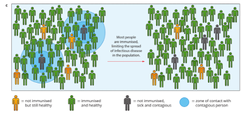 <p><span style="font-family: "Times New Roman", serif;">For an immunization program to be successful, over 90% of people need to be vaccinated = herd immunity. More people vaccinated means fewer potential carriers and so those people who cannot be vaccinated (elderly or newborn babies) or have suppressed immune systems can be safe. Booster vaccinations must also be kept up to date to maintain herd immunity. E.g. whooping cough. </span></p>