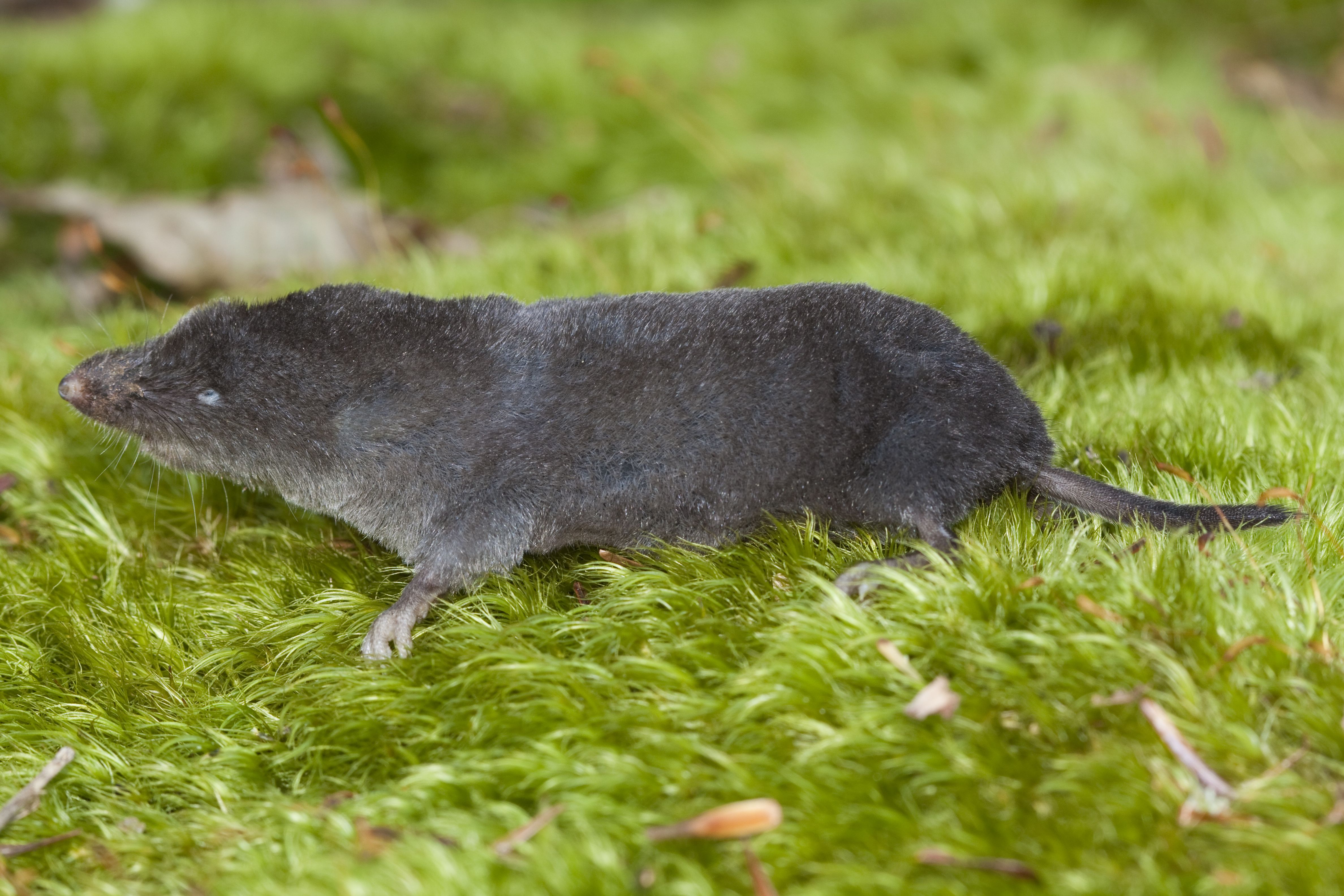 <p>what species is this</p>