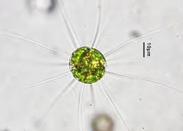 <p>Identify</p>