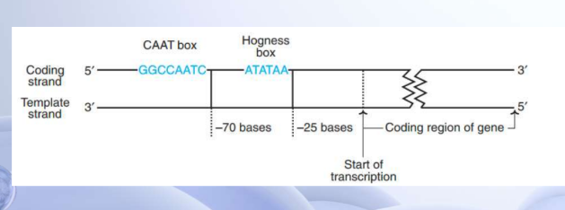<p>70 and 80</p><p><em>promoter region in eukaryotic transcription</em></p>