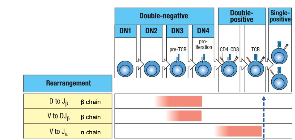 <p>additional selection steps to ensure a functional TCR repertoire</p><ul><li><p>between double positive and single positive </p></li></ul><p></p>