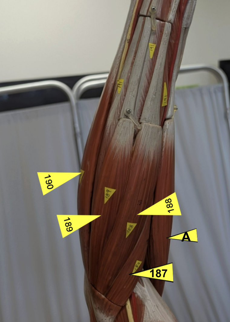 <p>superficial forearm flexors. ID EACH, name special innervation for 190 and A</p>