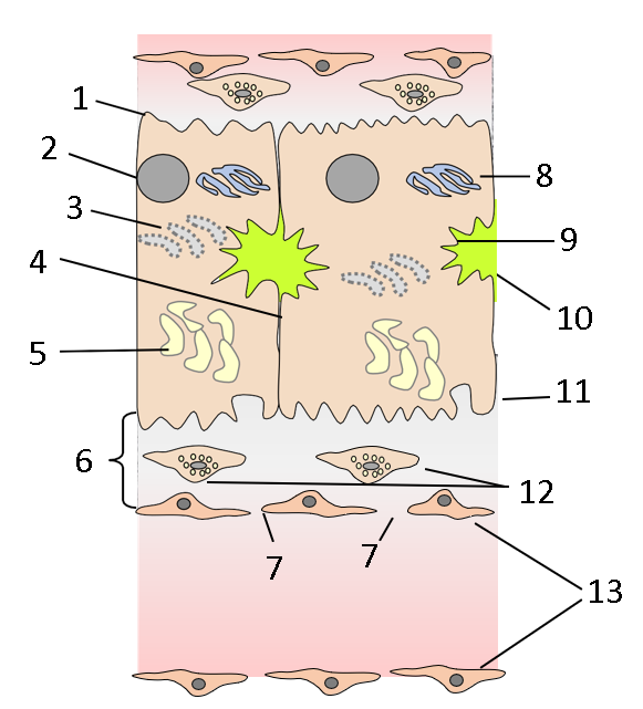 <p>Label this diagram</p>