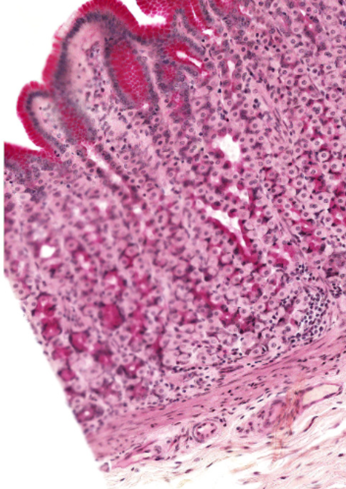 knowt flashcard image