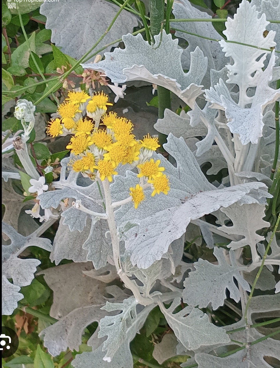 <p>Silver Ragwort</p>