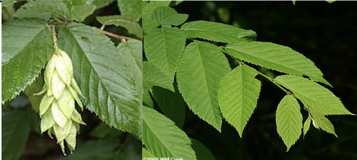 <p>Family<br>Genus<br>Species<br>Common Name</p>