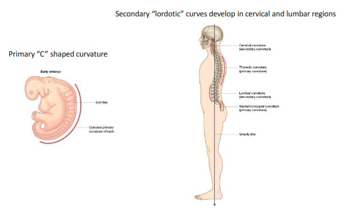 <ul><li><p>primary C-shaped curvature, primary curvatures are kyphotic</p></li><li><p>secondary “lordotic” curves develop in cervical and lumbar regions, in opposition to the C-curve</p></li></ul><p></p>