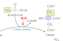 <p>Add water to ensure its a net exergonic rxn and couple it to the energy of the thioester bond</p><p>- exergonic and anabolic</p>