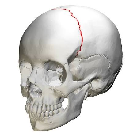 <p>name the suture</p>