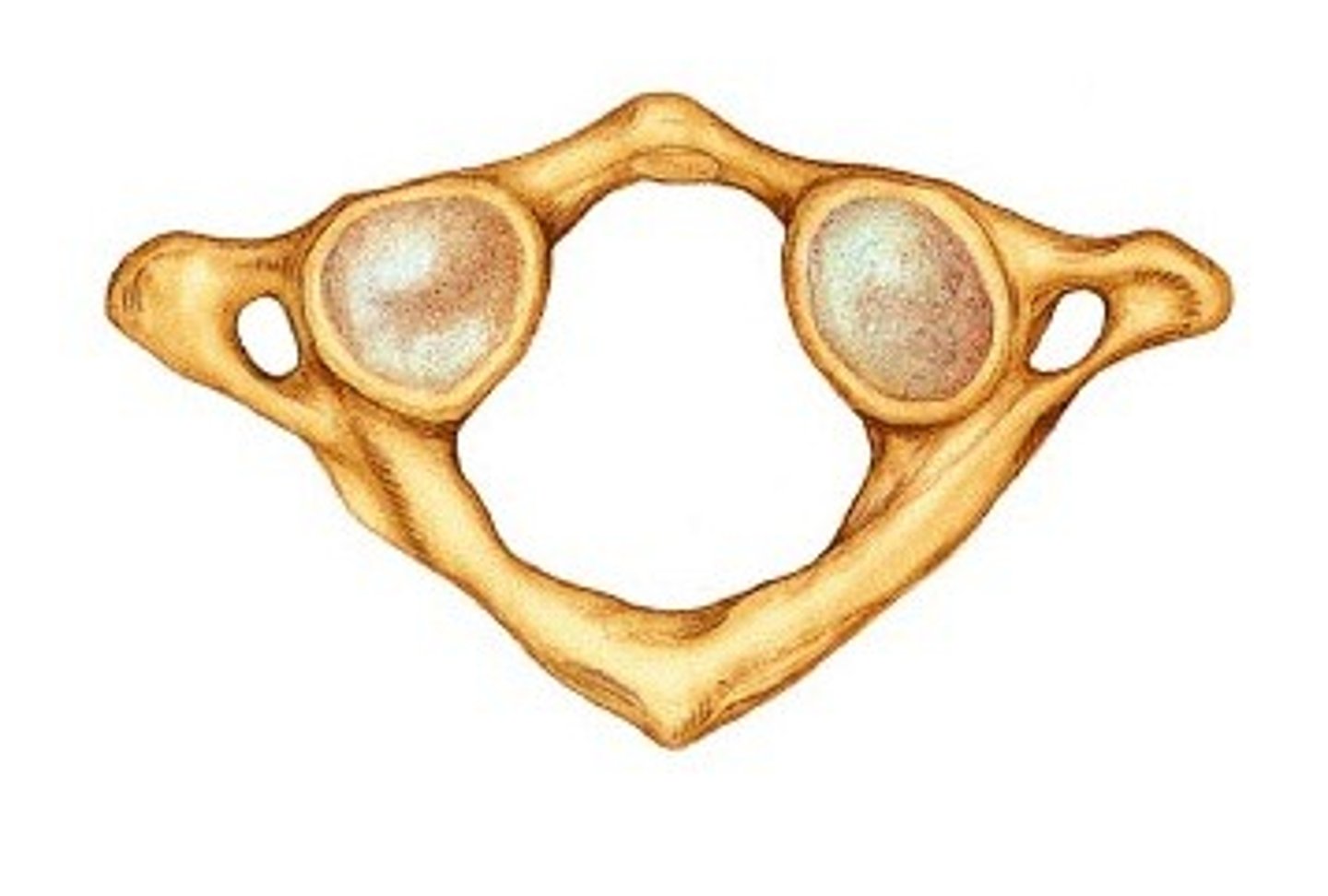 <p>C1</p>
