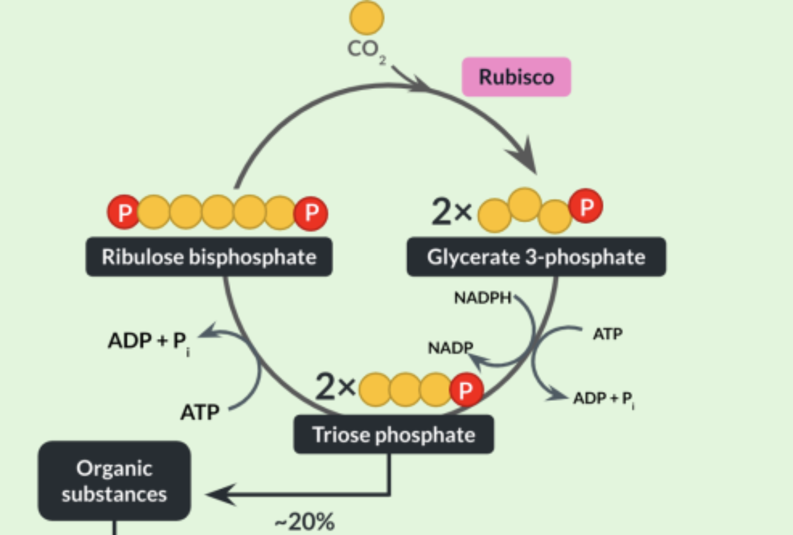 <ol><li><p>CO2 enters the stroma and reacts with RuBP, forming glycerine-3-phosphate (GP). this reaction is catalysed by the enzyme rubisco </p></li><li><p>GP is reduced by NADPH and covered into triose phosphate (TP). this reduction reaction required energy, which is provided by ATP. ATP breaks down into ADP + Pi</p></li><li><p>the NADP, ADP and Pi can return back to the thylakoid membranes where theyre reformed in the light dependent reaction </p></li></ol><p>the triose phosphate can be made into organic compounds. most of the triose phosphate is used to reform RuBP, which also requires energy in the form of ATP, forming ADP + Pi. they can also return back to the thylakoid membranes</p><p></p>