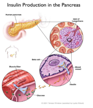 <p>A protein produced and secreted by the beta cells of the Islets of Langerhans in the <strong>pancreas</strong></p><p><strong>Decreases blood glucose levels</strong> by stimulating the uptake of glucose into fat and muscle and stimulates glycolysis</p><p>Promotes the conversion of glucose to glycogen or fat for storage</p><p>Inhibits glucose production by the liver</p><p>Stimulates protein synthesis and inhibits protein breakdown</p>