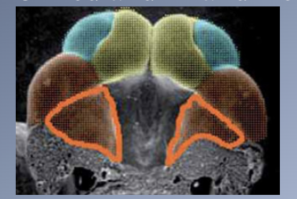 <p><span>- Nearly all tissues of the face and neck originate from the</span><br><span>ECTODERM.</span><br><span>- Including the muscular and skeletal elements that elsewhere in the body are derived from the mesoderm.</span><br><span>- Most of the tissues develop from the neural crest cells that migrate downward beside the neural tube and laterally under the surface ectoderm.</span><br><span>- Facial growth is dominated by regional growth centres as the organ systems are formed and final differentiation of tissues Xoccurs.</span></p>