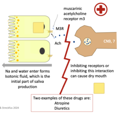 <p>Atropine and Diuretics</p>
