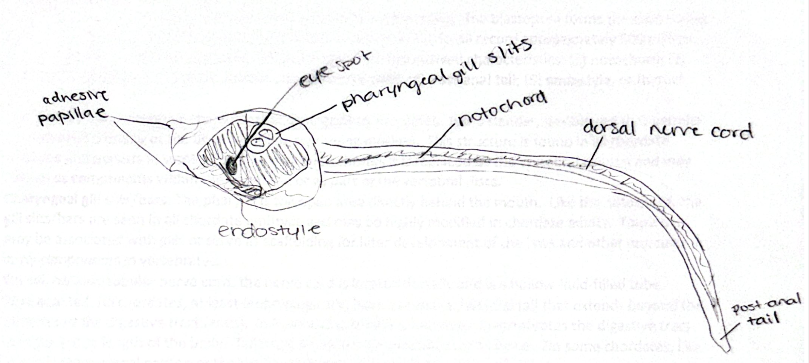 <img src="https://assets.knowt.com/user-attachments/2940f46b-093b-491b-b358-e2232688b8a7.jpg" data-width="100%" data-align="center"><p></p>