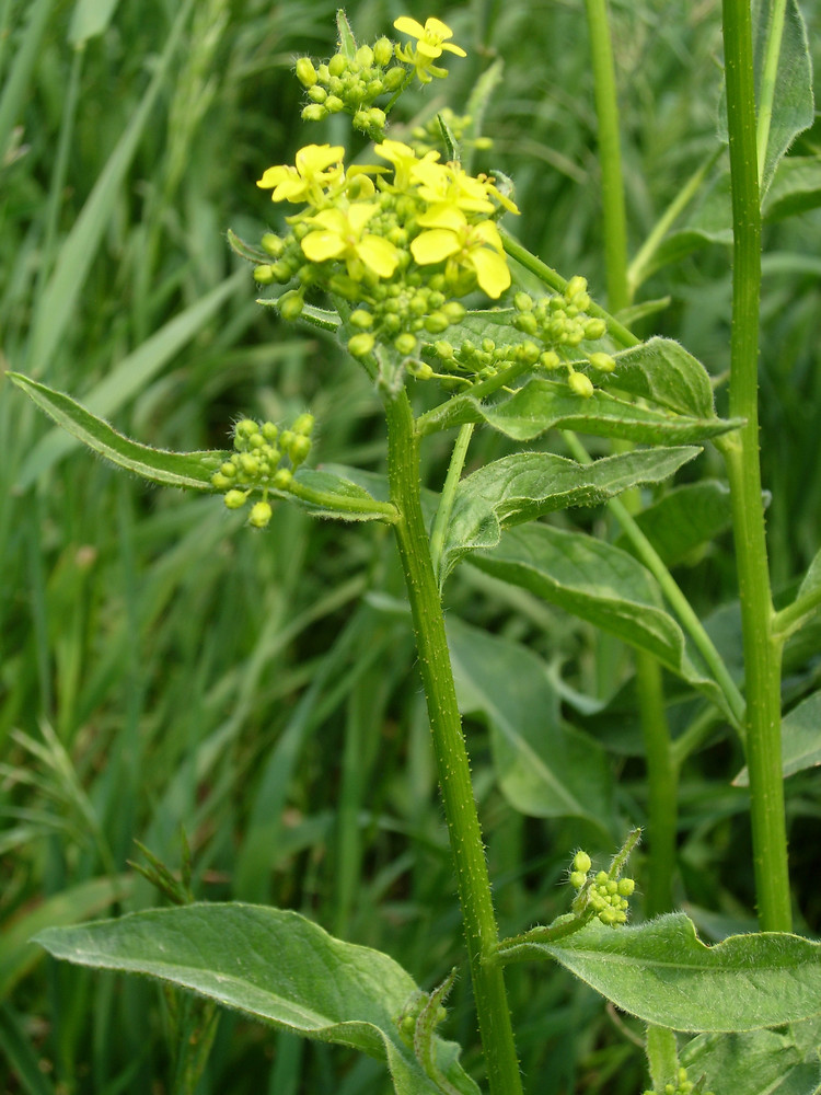 <p>Ryssgubbe   (Brassicaceae = Korsblommig)</p>
