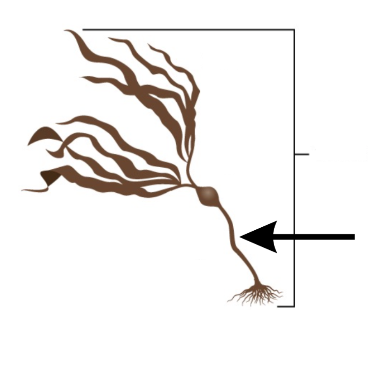 <p>What is this part of the seaweed?</p>