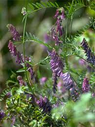 <p>Hairy Vetch</p>