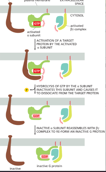 <p>after both subunits (alpha and combined beta and gamma) interact w/ downstream signaling targets, the <strong>α subunit</strong> has an intrinsic GTPase activity, and it <strong>hydrolyzes its bound GTP to GDP,</strong> returning the whole G protein to its original, inactive conformation</p><ul><li><p>all 3 regions will reassociate again</p></li><li><p>usually only a few seconds before alpha deactivates after being activated</p></li></ul><p></p>