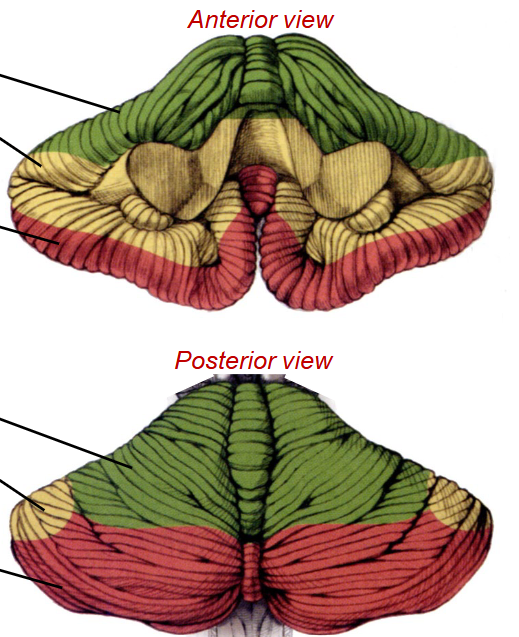 <p>List in order, the blood supply to the green, yellow and red areas. </p>