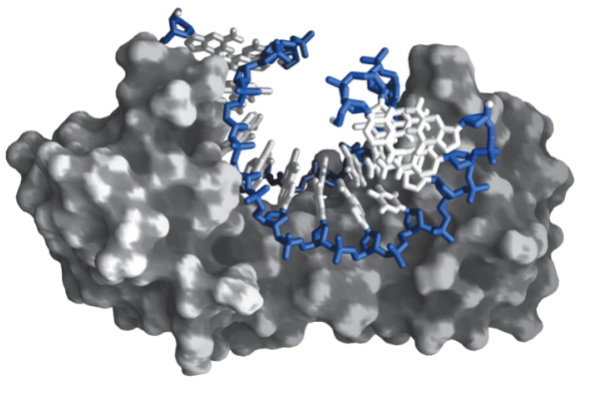 <p>Eukaryotic protein which recognizes and binds to the TATA box, bending it into a horseshoe shape. Facilitates the assembly of the pre-initiation complex. Attached to the larger TFIID complex</p>