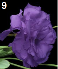 <p>Eustoma</p>