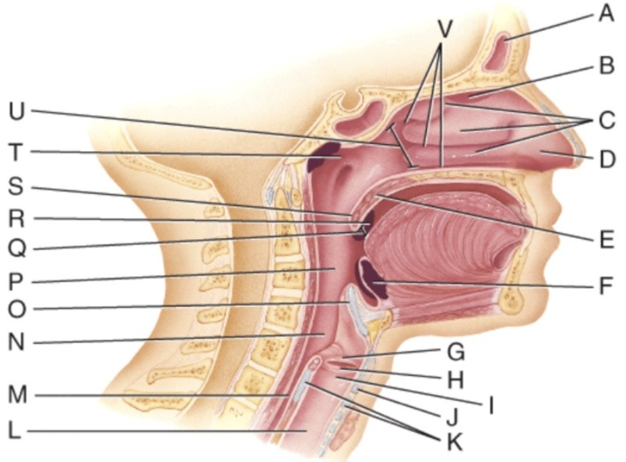 <p>Which structure is also referred to as the Adam's Apple?</p><p>a) G </p><p>b) H </p><p>c) I </p><p>d) J </p><p>e) K</p>