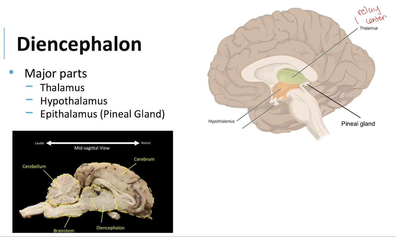 <p>A major region of the diencephalon that acts as a relay center for sensory information traveling to the cerebral cortex.</p>