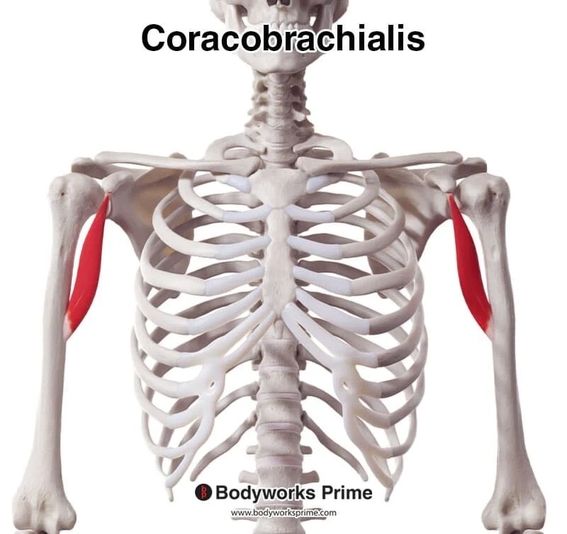 <p>Coracobrachialis* (Muscles crossing the shoulder - arm movement 9 of 9):</p><p>What is OIA<span style="color: rgb(233, 8, 8);">A</span>?</p>