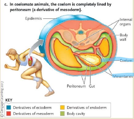 <ul><li><p>coelom - fluid filled body cavity entirely lined by mesoderm </p></li><li><p>in vertebrates, this lining is the peritoneum (came from mesoderm)</p></li><li><p>mesenteries surround inner organs (protective)</p></li></ul><p></p>