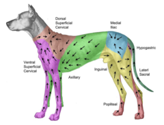 <p>LN cervical dorsal superficial</p>