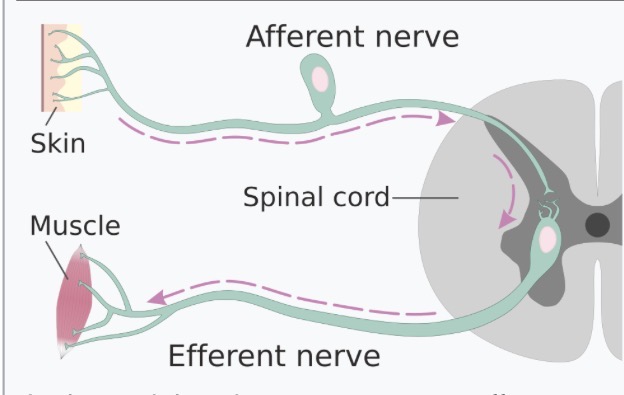 <p>Sensory neurons, carries outside stimuli UP TO THE BRAIN</p>