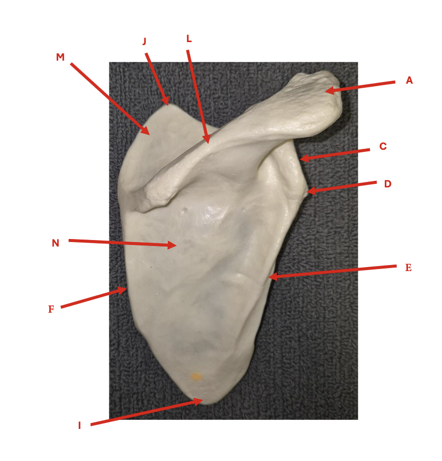 <p>Identify each labelled structure in the image (Scapula Posterior View).</p>