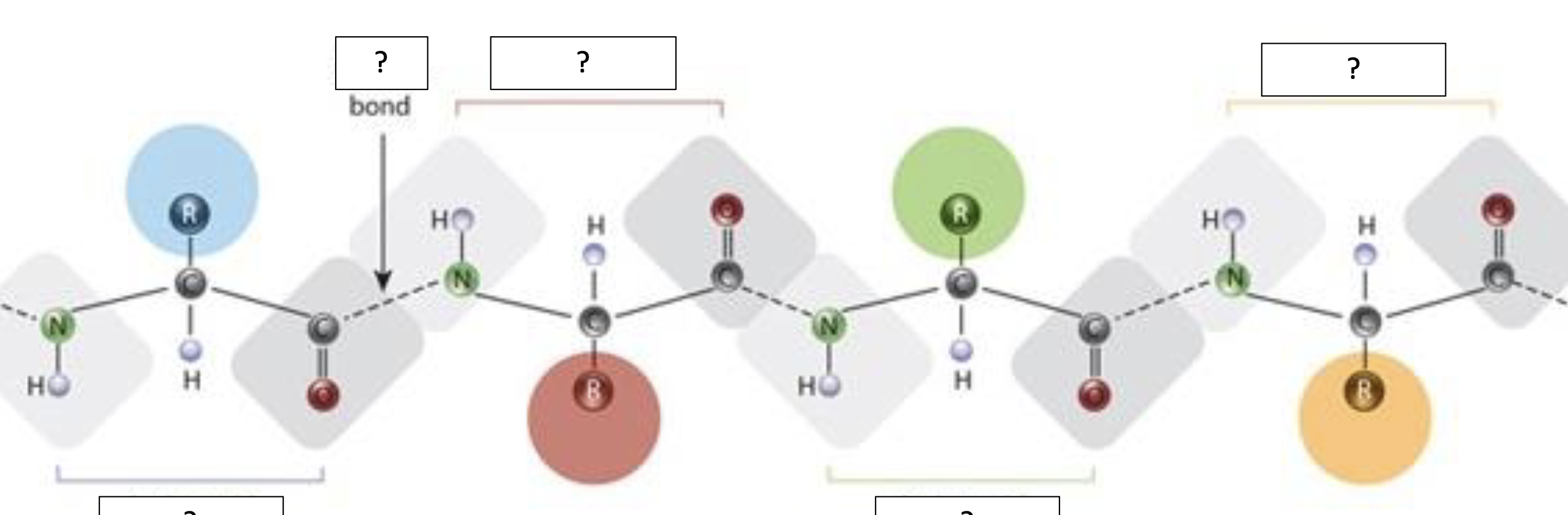 <p>linear sequence of AAs linked by peptide bonds</p>