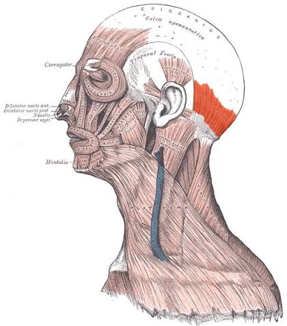 <p>Function: pulls scalp posteriorly </p>