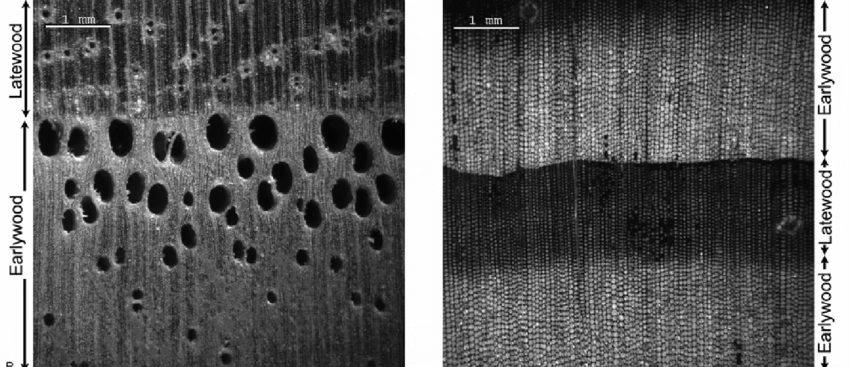 <p>Wood from gymnosperms composed of long, narrow tracheids</p>