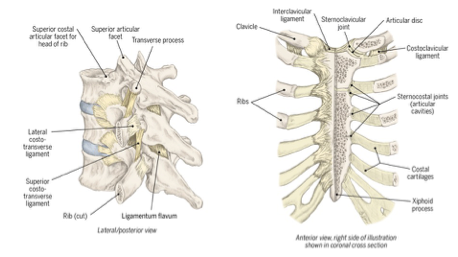 <ul><li><p>connect ribs to skelton and sternum and thoracic vertebrae</p></li><li><p></p></li></ul><p></p><p>> costal vertebral ( posterior rivs and thoracic vertebrae)</p><p>> costotransverse (vertebral body and transverse process)</p><p>> sternoclavicular (ribs and sternum)</p><p></p>