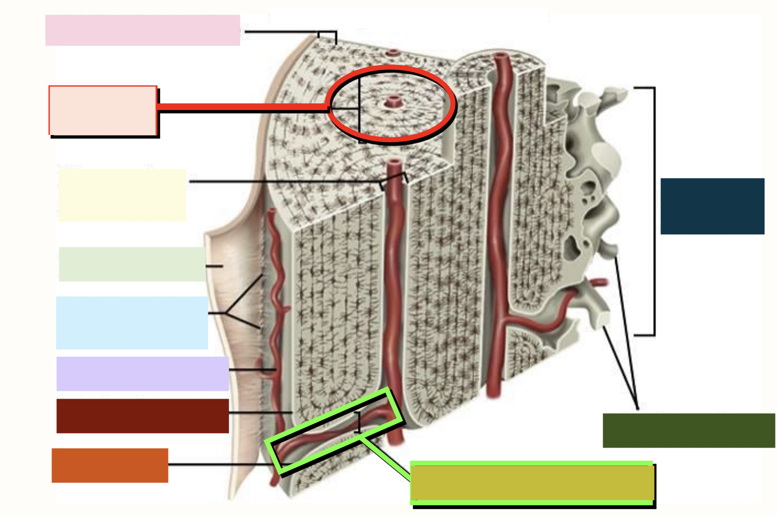 <p>what is highlighted light green</p>