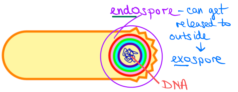 <ul><li><p><strong>Location</strong>: formed inside the cell ("endospore"); if released outside the cell, called an "exospore"</p></li><li><p><strong>Description</strong>: specialized "resting"/dormant form of cells, seen in only a few bacteria; produced by Genus <em>Bacillus</em> and Genus <em>Clostridium</em> ("spore formers")</p></li><li><p><strong>Misc</strong>: produced when nutrients are depleted, for survival (adaptation)</p></li><li><p><strong>Function</strong>: contain the bacterial cell's genetic material (DNA)</p></li><li><p><strong>Misc</strong>: resistant to desiccation, heat, chemicals, and radiation — very tolerant; very dangerous since bacteria will become active once activated</p></li></ul><p></p>