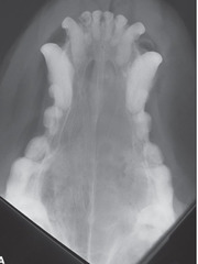 <p>What is happening in this dog and differential?</p>