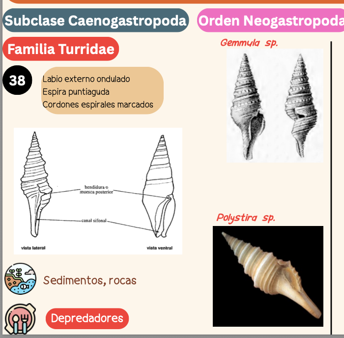 <p><strong>FILO </strong>Mollusca<strong><br>CLASE </strong>Gastropoda<br><strong>SUBCLASE </strong>Caenogastropoda<br><strong>ORDEN </strong>Neogastropoda<br><strong>FAMILIA </strong>Turridae<br><strong>GÉNERO</strong> <em><u>Gemmula sp</u></em><strong><br>CARACTERÍSTICAS </strong><br><strong>RÁDULA </strong>Raquiglosa<strong><br>ALIMENTACIÓN </strong>Depredadores<strong><br>HÁBITAT </strong>Sedimentos, rocas</p>