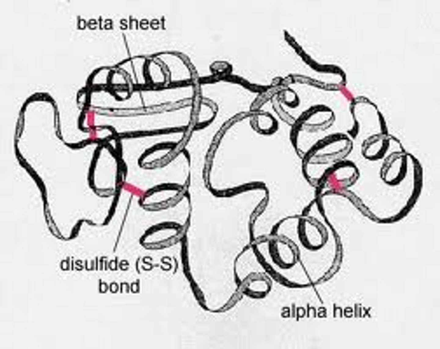 <p>Overall 3D shape of the polypeptide</p><p>Contortions from R-group bonding</p><p>-hydrophobic interactions (nonpolar side chains)</p><p>-disulfide bridges (strong covalent bonds)</p><p>-hydrogen bonds (between polar side chains)</p><p>-ionic bonds (charged side chains)</p>