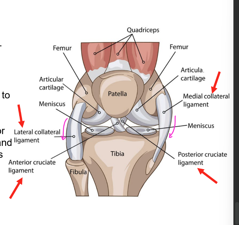 <p>medial epicondyle of femur to superior tibia</p>