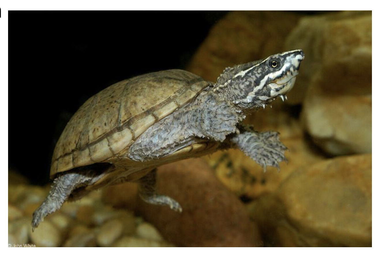 <p>Mud and Musk Turtles</p><p>4 gen, 33 sp</p><p>North America to South America </p><p>Aquatic, mostly carnivorous </p><p>poor swimmers, tend to walk on bottom</p><p>many have hinged plastron </p>