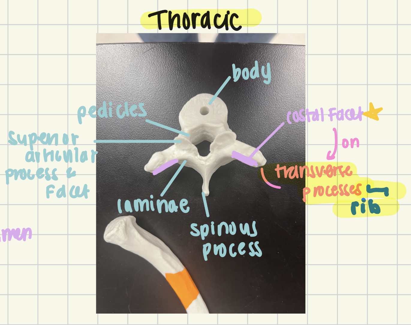 <p>Thoracic; transverse process (articulates with rib)</p>