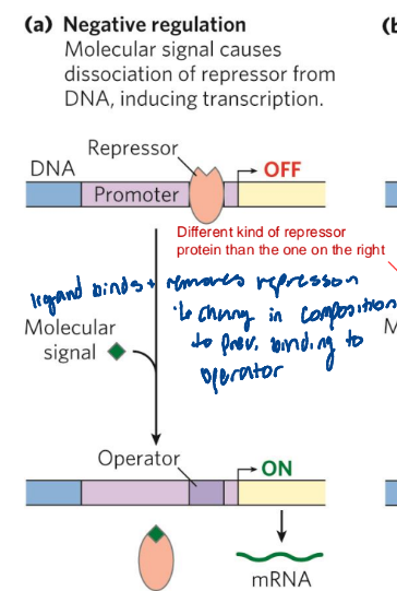 <p>Molecular signal causes dissociation of repressor from DNA, inducing transcription</p>