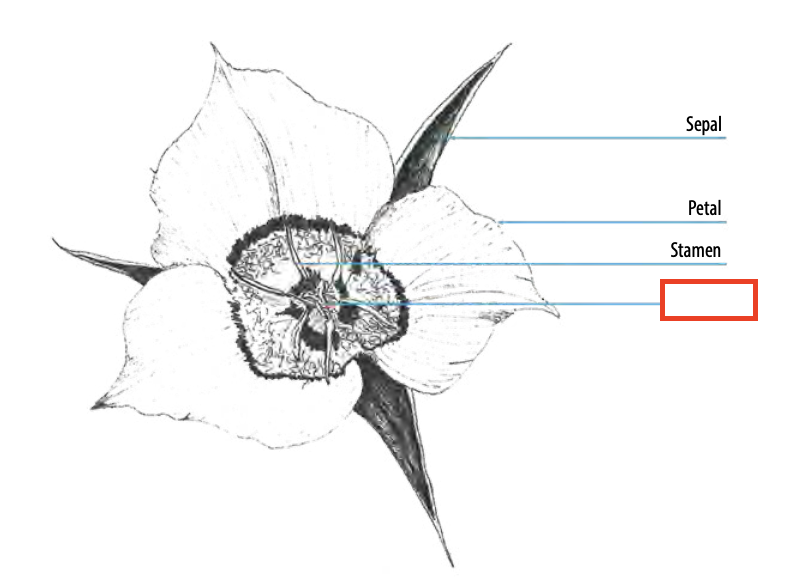 <ul><li><p><span><span>the female organs of a flower, comprising the stigma, style, and ovary</span></span></p></li></ul><p></p>