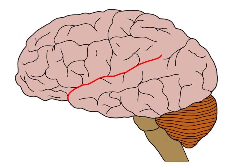 <p>Separates temporal from parietal and frontal lobes</p>