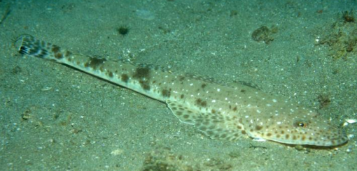 <p>FISHES (Class Actinopterygii) FLATHEAD </p>